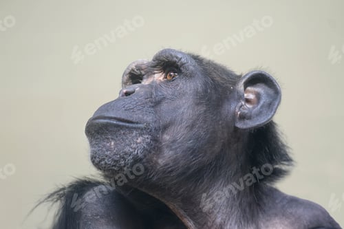 Preview: Chimpanzee primate portrait, Pan troglodytes