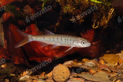 Preview: Senegal minnow Raiamas senegalensis in freshwater aquarium
