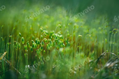 Preview: Natural green background, macro photography of blooming moss, nature, spring, summer