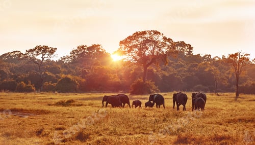 Preview: Wild elephants spotted during Safari