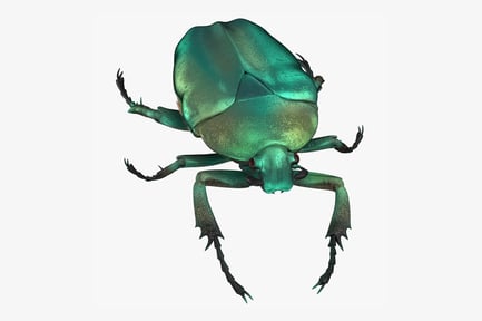Preview: Green Scarab Beetle - Carabeus Typhon Walking