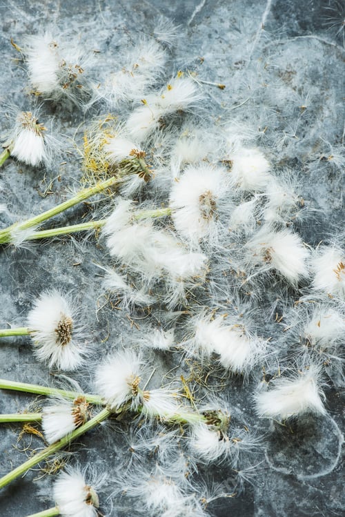 Preview: Overhead view of dandelion clocks
