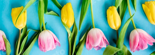 Preview: panoramic shot of blooming yellow and pink tulips on blue, mothers day concept