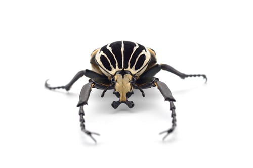 Preview: The African Goliath Beetles isolated on white background