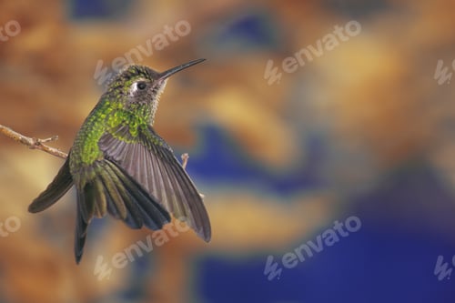 Preview: Hummingbird perched on a tree branch