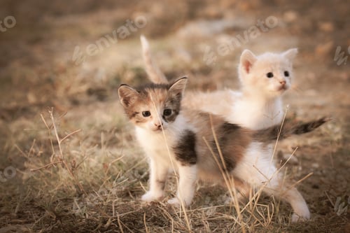 Preview: Two little kittens playing outdoors