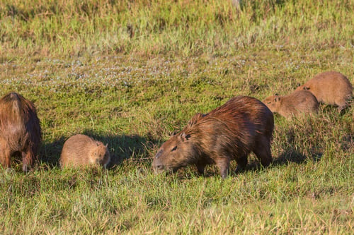 Preview: Capybara