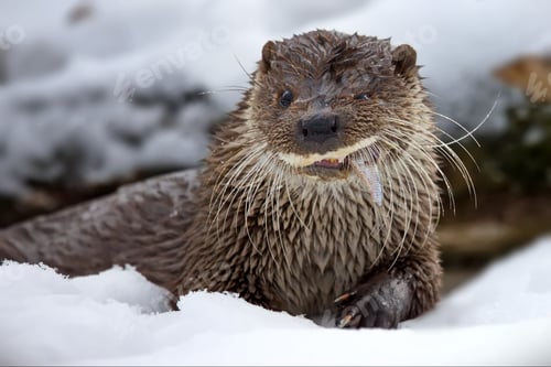 Preview: Closeup of a North American river otter eating fish in a forest covered in the snow in Belarus
