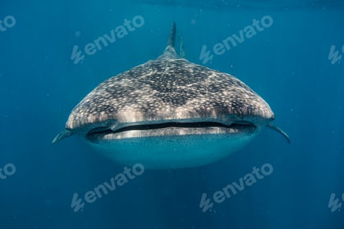 Preview: Whale Shark