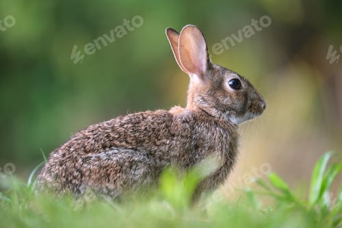 Preview: Grey small hare eating grass on summer field. Wild rabbit in nature