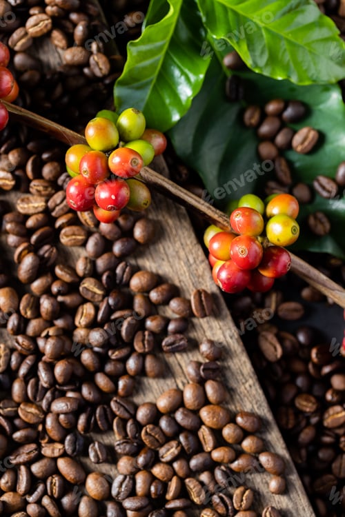 Preview: harvesting coffee berries by agriculture. Coffee beans ripening on the tree in North of Thailand