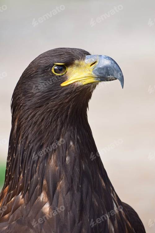 Preview: Close up profile portrait of Golden eagle on grey