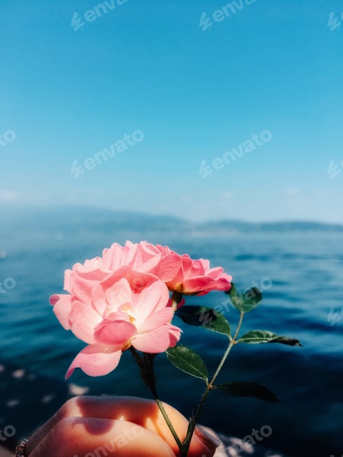 Preview: Beautiful bright blue color, pink roses, moments in nature, seascape, lakeside, fair weather, water