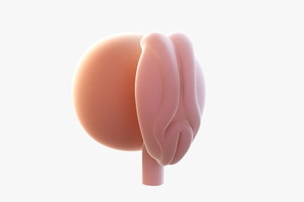 Preview: Week 4 Embryo Anatomy