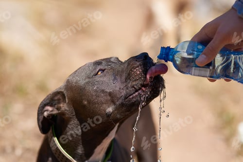 Preview: Cropped shot of a dog drinking water from his owners bottle while running in the woods