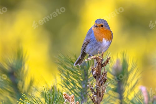 Preview: Red Robin bird in ecological garden