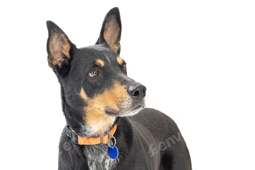 Preview: Large Doberman Crossbreed Dog Closeup
