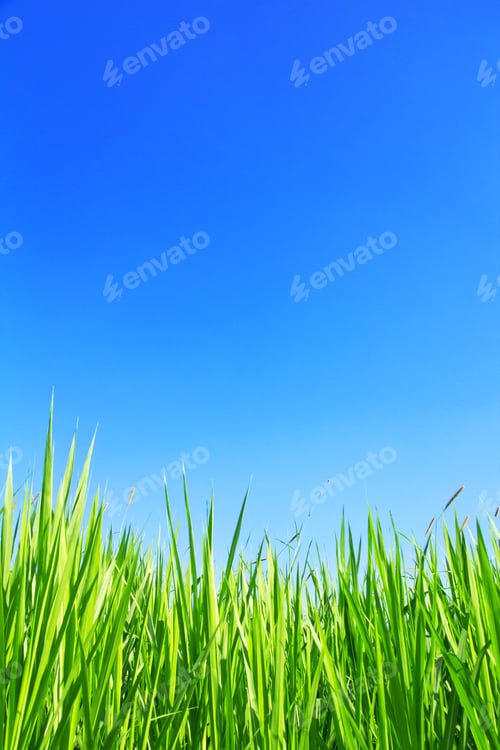 Preview: Green grass on a blue sky background.