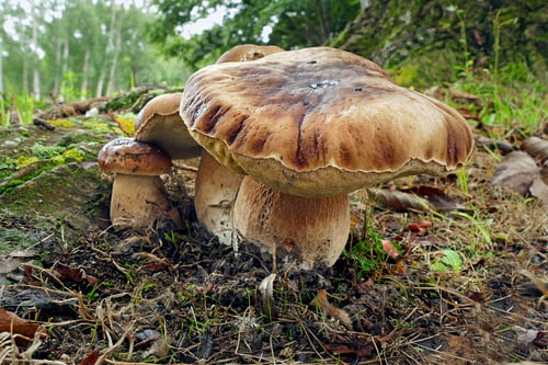 Preview: Closeup of a group of king bolete mushrooms growing on a forest floor