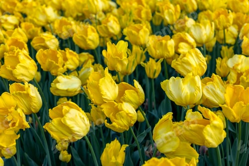 Preview: Bright yellow flowers in park during spring season. Canadian Tulip festival in Ottawa.