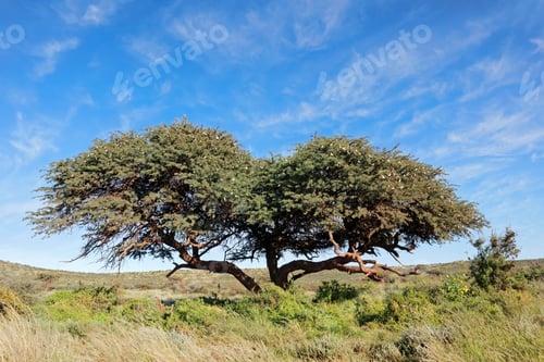 Preview: Camel-thorn tree against a blue sky