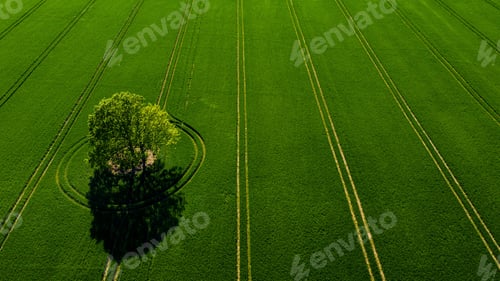 Preview: aerial view of lonely tree in a green field, perfect afternoon light, shadows and colors