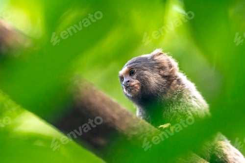 Preview: Marmoset monkey on a tree in the wild