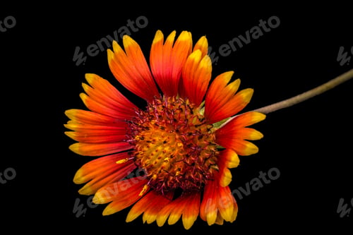 Preview: Flower of gaillardia, isolated on black background