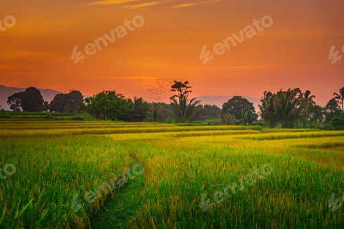 Preview: indonesia beauty landscape paddy fields in indonesia, asia