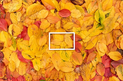 Preview: Horizontal white hollow frame lies on the yellow foliage