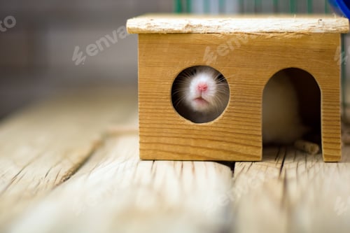 Preview: Adorable Hamster Peeking Out of Wooden Playhouse