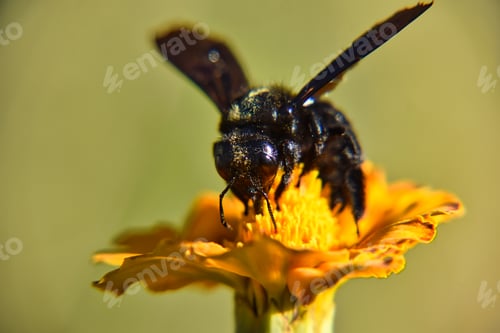 Preview: Carpenter bee on a yellow flower