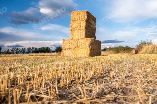 Preview: Stack of wheat straw hay after the harvest