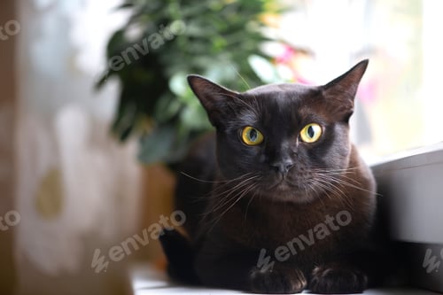 Preview: animal