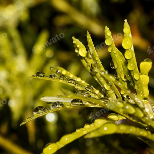 Preview: Close Up Photograph Of Raindrops On Leaves Of A Green Bush. Selective Focus Near The Center Of The