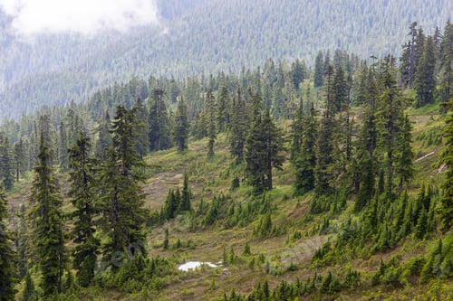 Preview: Lush Mountain Forest at Elfin Lakes Hike in Squamish, BC, Canada