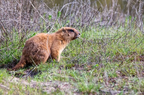 Preview: Bobak marmot or Marmota bobak in steppe