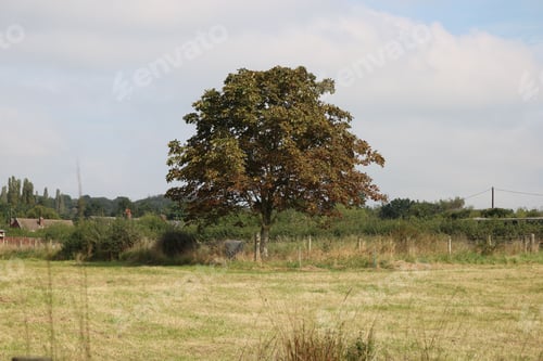 Preview: Serene field with lush greenery