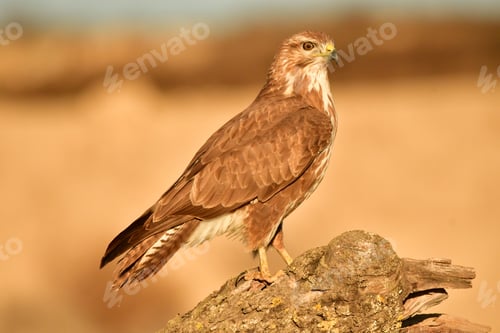 Preview: Buzzard perched on a wooden branch on a field.