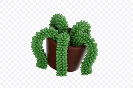 Preview: Donkey Tail Plant