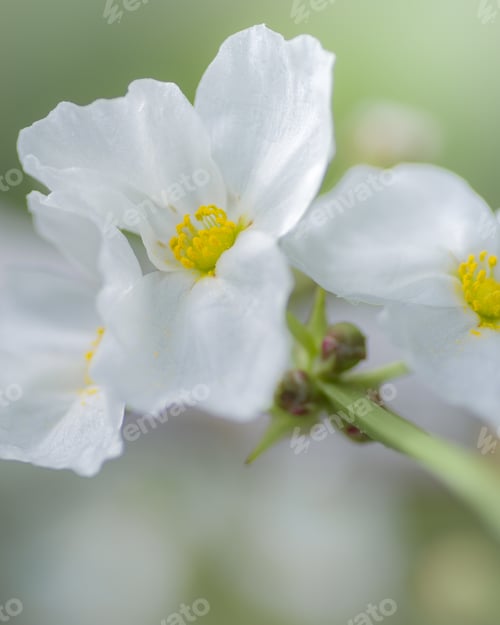 Preview: white flowers