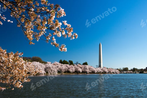Preview: National Mall surrounded by cherry blossoms and a lake under the sunlight in Washington DC