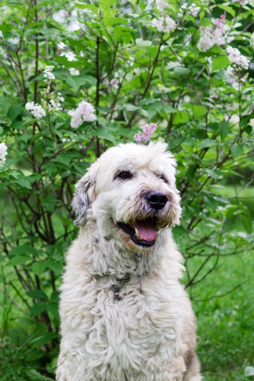Preview: Cute smiling South Russian Shepherd Dog for a walk in a summer park on a background of lilac bushes.