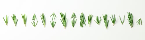 Preview: Flat lay composition with rosemary on white background, space for text