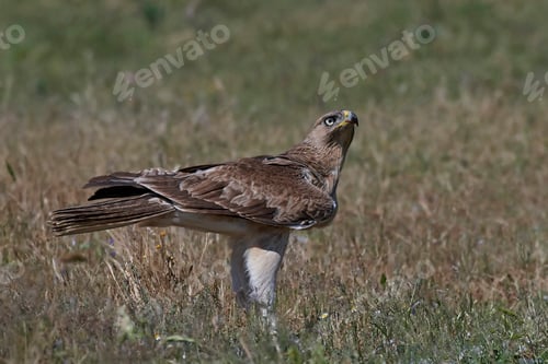Preview: Bonellis eagle (Aquila fasciata)