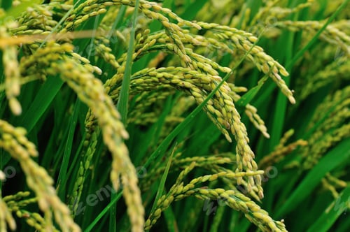 Preview: Rice grain growing in autumn field
