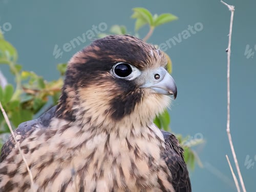 Preview: Peregrine falcon (Falco peregrinus)