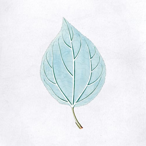 Preview: Light blue leaf template