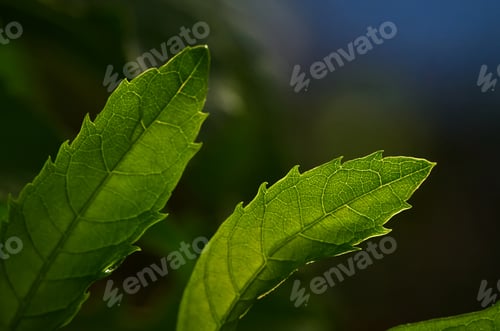 Preview: Close-up view of the green leaf with backlit