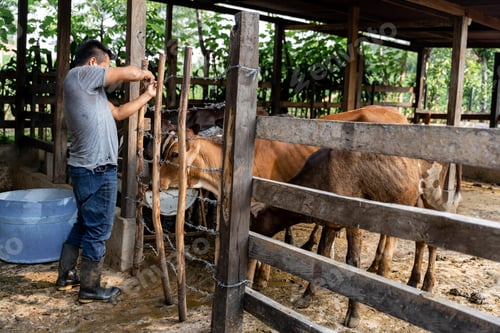 Preview: Farmer repairing the fence of a ranch with dairy cows